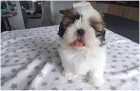 This breed is an excellent companion for people who live in small places. Shih Tzu Puppies For Sale In New Jersey
