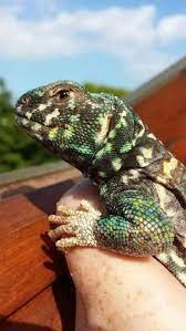 Melle Belle Lizardoner - Profile Pinterest