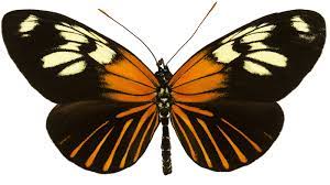 Meaning of butterfly in english. About The Symbolic Spiritual Meaning Of Butterfly Pulchra
