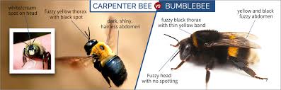 Carpenter bee facts & information. What Do Carpenter Bees Look Like Carpenter Bee Identification Guide Domyown