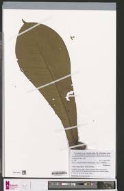 Image result for Magnistipula