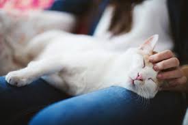 You deserve your final memory of your pet to be calm and comfortable. Home Euthanasia Heart S Companion