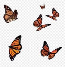 Free Free 80 Orange Butterfly Svg SVG PNG EPS DXF File