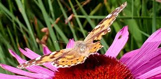 Flowers in july and august, and guarantees a cloud of bees. Pin By Primrose Co Uk On Butterflies Bees Pollinators Garden Center Dream Garden Water Features