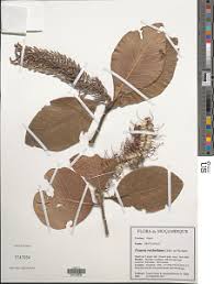 Image result for Faurea rochetiana