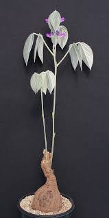 Image result for Dolichos kilimandscharicus