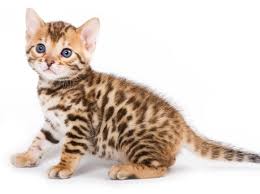 Resultado de imagen para gato de bengali
