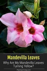 Pin On Best Of Plantcaretoday