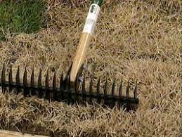 How To Remove Lawn Thatch Thatching Lawn Dethatching Lawn Lawn Alternatives