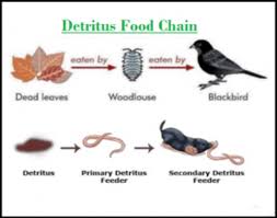 Check spelling or type a new query. Pengertian Rantai Makanan Detritus Dan Contohnya Kumparan Com