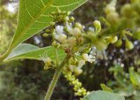 Image result for Allophylus africanus