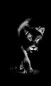 Black And White Lion And Lioness Picture Lionesses Are More Dangerous Can Be The Lion Lion Photography Lioness Tattoo Lion And Lioness