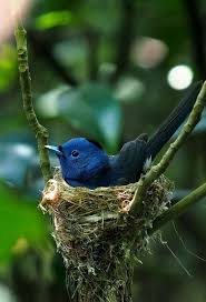 Different Types Of Birds With Their Nests Pin On Different Type Of Birds