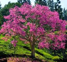 Recently, a large silk floss tree was lost due to a hurricane. Silk Floss Trees Garden View Nursery