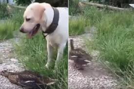 Cari artinya, temukan primbon dari. Video Viral Bebek Pura Pura Mati Di Depan Anjing Dunia Tempo Co