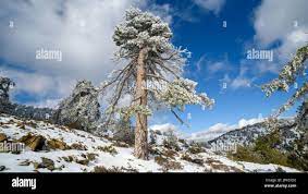 Winter in zypern -Fotos und -Bildmaterial in hoher Auflösung – Alamy