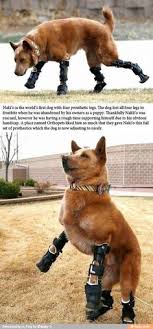  46 Orthopets Ideas Dogs Animals Prosthetics