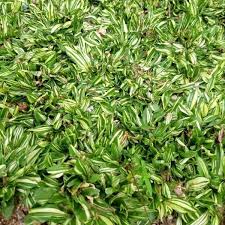 Bedanya, rumput gajah mini varigata memiliki karakteristik yang terbilang unik. Jual Biji Rumput Gajah Mini Varigata Untuk Taman Di Lapak Mandiri Landscape Bukalapak