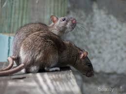 Maybe you would like to learn more about one of these? Hanta Virus Virus Asal China Yang Disebabkan Oleh Tikus