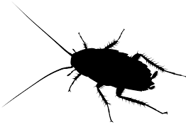Our technicians can assess problems your trees or lawn may be experiencing using the best products and treatments. City And Country Pest Control Pests Are Not Guests