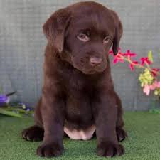 See why our customers love us! Angel Driver Labrador Retriever Kennel Home Facebook