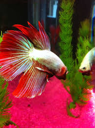 White And Red Halfmoon Betta Fish Betta Fish Care Beautiful Fish Betta Fish