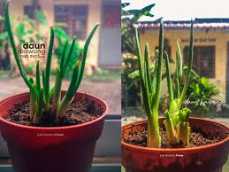 Jika cuaca panas pada musim kemarau maka sebaiknya anda. Tak Sia Sia Tanam Bawang Bertunas Jadilah Daun Bawang Yang Berguna Blog Sihatimerahjambu