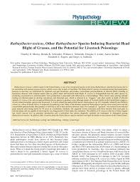Rathayibacter toxicus, Other Rathayibacter Species Inducing Bacterial Head  Blight of Grasses, and the Potential for Livestock Po