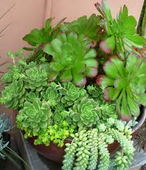 Succulent Bowl Anstead Brisbane Succulents Succulent Bowls Plants