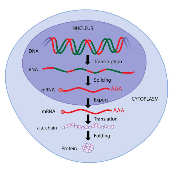 Central Dogma Information Flow