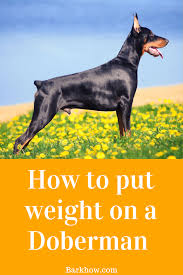 Nov 29, 2020 · a skinny dog will have no noticeable body fat, and his abdomen will appear sharply tucked. Pin On Https Www Mousta134 Website