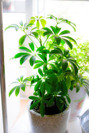 シェフレラ カポック の育て方 植え替えの方法は 水栽培もできる Greensnap グリーンスナップ