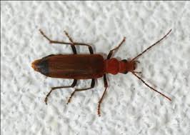 Woodworm Identification 11 Types Of Wood Boring Insect Woodworm Treatment Woodworm Types Of Wood