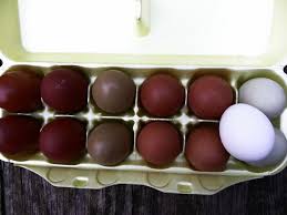 Chicken Color Chart French Black Copper Maran Eggs Color