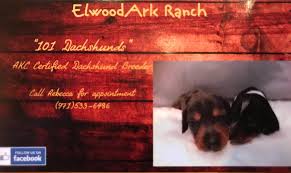 Dachshund puppies for sale in alabama. 101 Dachshund S At The Ark Ranch Home Facebook