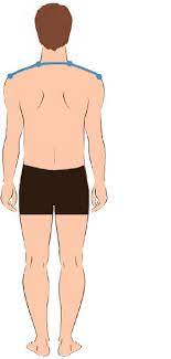 Think of a line going from your armpit straight upwards to your shoulder. Shoulder To Shoulder Measurement