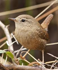Birds Native To Pennsylvania Winter Wren Colorful Birds Backyard Birds Beautiful Birds
