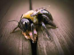 You have a carpenter bee problem if you notice many large bees flying around a wood surface. 7 Easy Ways To Keep Bees Away From Your Patio Or Deck My Backyard Life