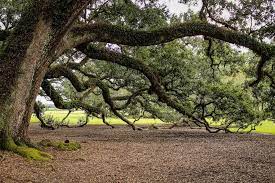 Pohon ek dan oak banyak dijumpai dan tumbuh dengan baik di negara. 5 Fakta Unik Pohon Oak Pohon Tertua Dalam Sejarah Mitologi Eropa