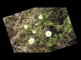 Andre Rieu Panflute Love Ballads Instrumental Mp4 Andre Rieu Ballad Love Songs