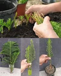 Image result for cuttings thujas