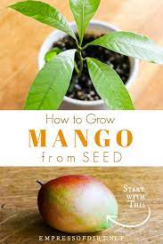How to grow mango from seed. How To Grow Mango From Seed Easy Method Empress Of Dirt