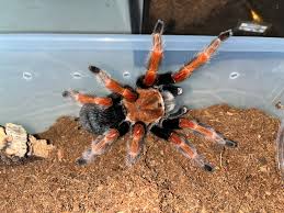 Image result for Brachystegia allenii × boehmii