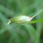 Image result for Abildgaardia ovata