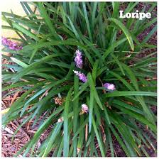 Loripe Is A Versatile Easy Going Accent Plant For Part Sun Locations Sometimes Called Liliturf Front Entry Landscaping Landscape Services Florida Landscaping