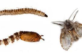 How To Get Rid Of Drain Worms Plumbwize
