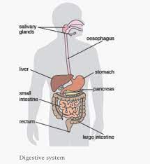Digestive System Organs Digestive System Organs Digestive System Anatomy And Physiology