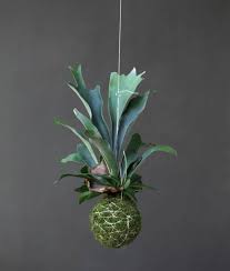 Image result for parožnatka Platycerium