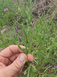 Image result for Litogyne gariepina