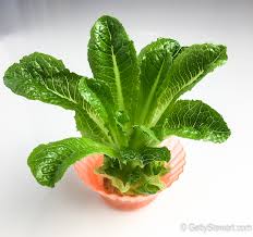 How To Regrow Romaine Lettuce From The Stem Gettystewart Com